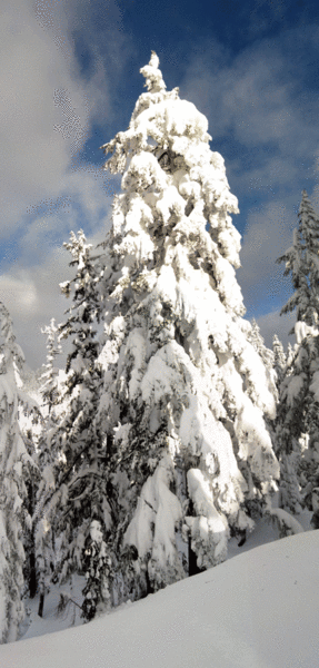 57-Snow-Covered-Tree_Panora.gif