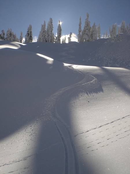 Tracks_from_col_to_pond.JPG