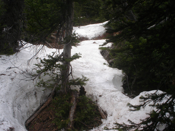 bad_tree_skiing.jpg
