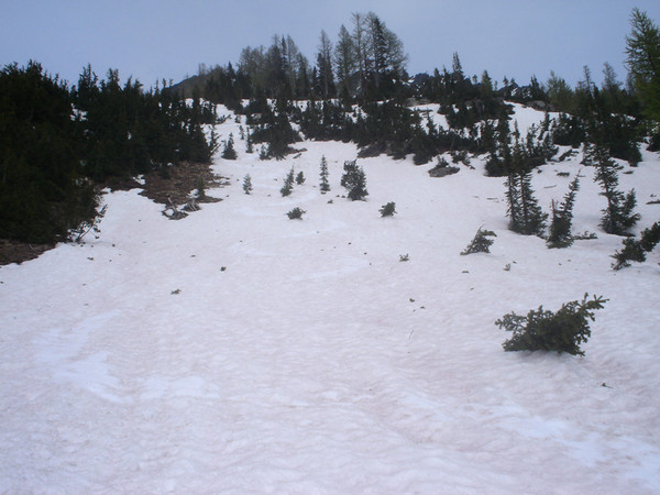 fun_tree_skiing.jpg