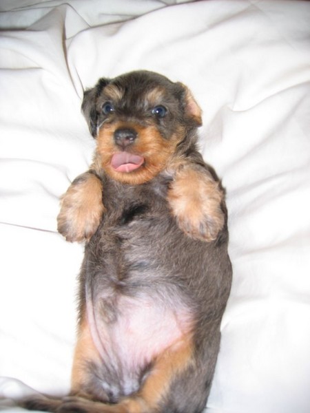 pup6.jpg