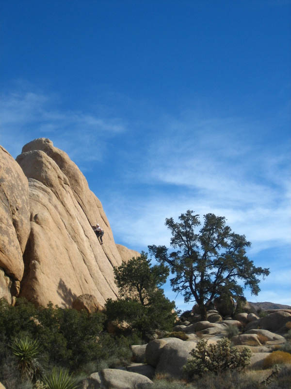 1826JoshuaTree05_088resize.jpg