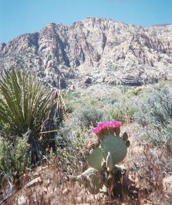 3940023_20A-med.JPG