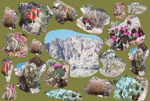3940collage2-med.JPG