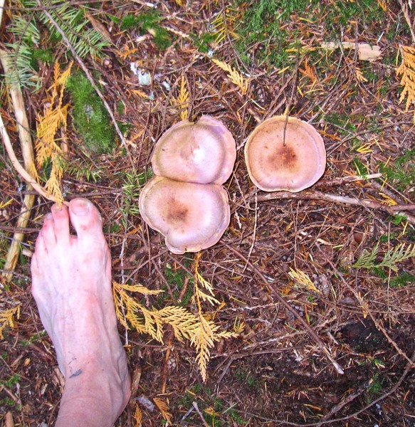 mushroom_and_foot.jpg